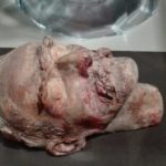 25446370_1220645144747216_3404672412998438631_n